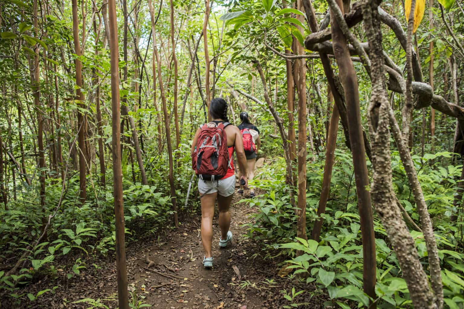 Hikers walking in rainforest, Iao Valley, Maui, Hawaii